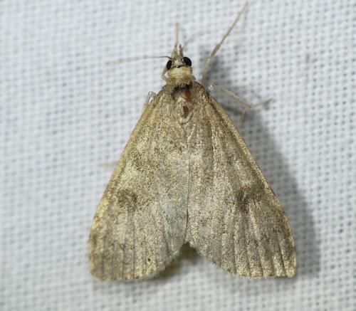 Udea prunalis